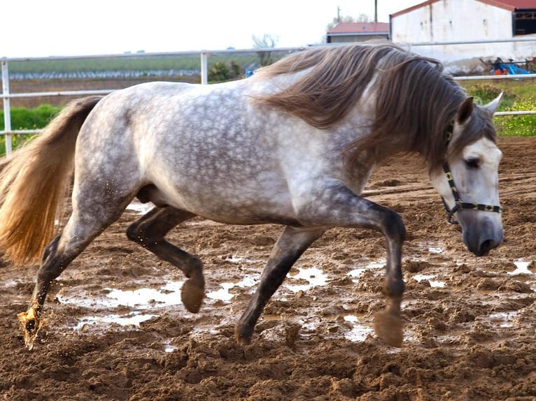 PRE Mix Hengst 7 Jaar 172 cm Schimmel in NAVAS DEL MADRONO