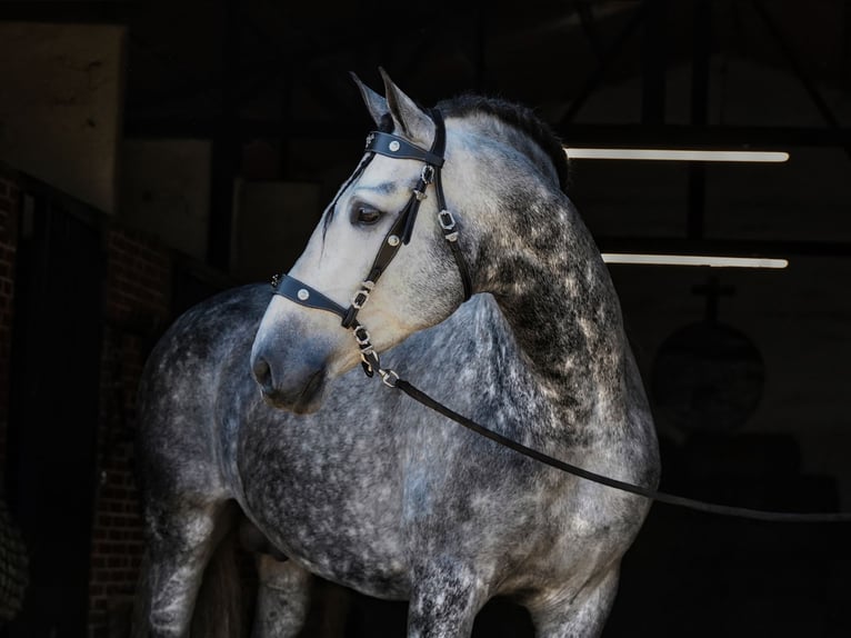 PRE Hengst 7 Jaar 173 cm Appelschimmel in MADRID