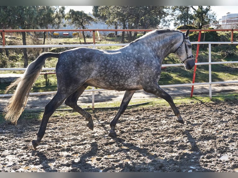 PRE Hengst 7 Jaar 173 cm Appelschimmel in MADRID