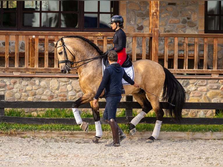 PRE Hengst 7 Jaar 173 cm Falbe in Barcelona