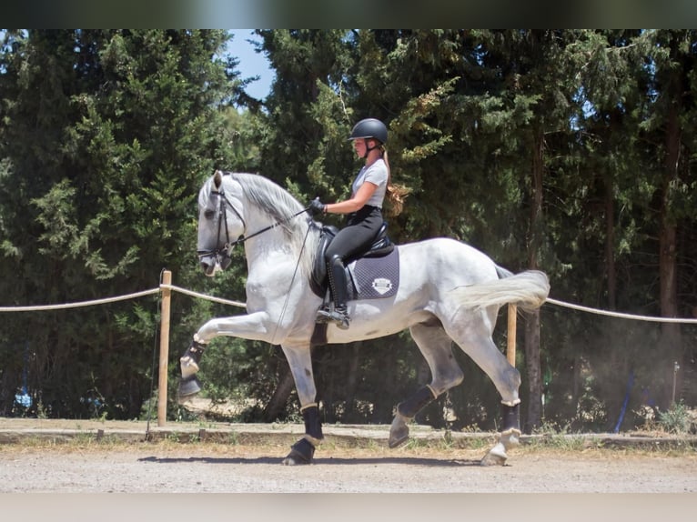 PRE Hengst 7 Jaar 173 cm Schimmel in Jimena De La Frontera