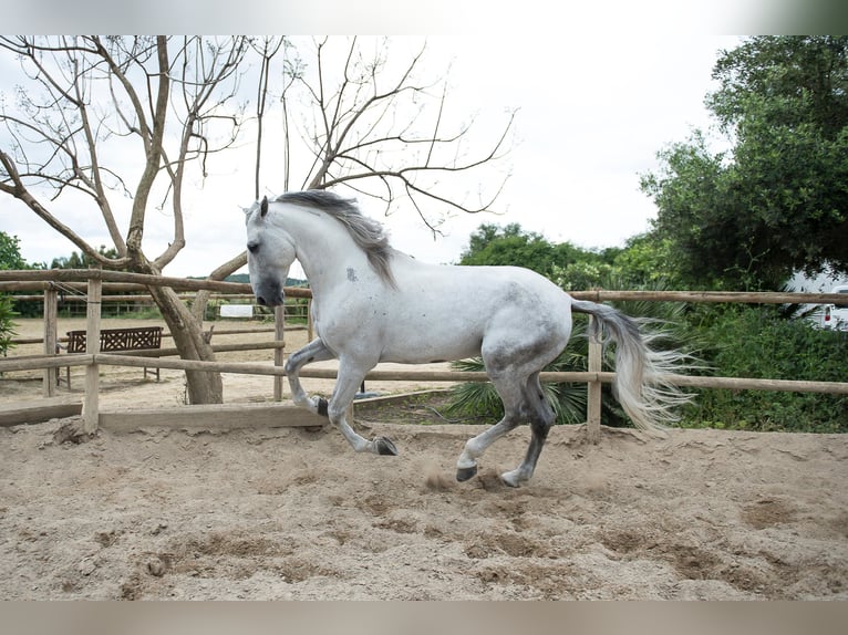 PRE Hengst 7 Jaar 173 cm Schimmel in Jimena De La Frontera