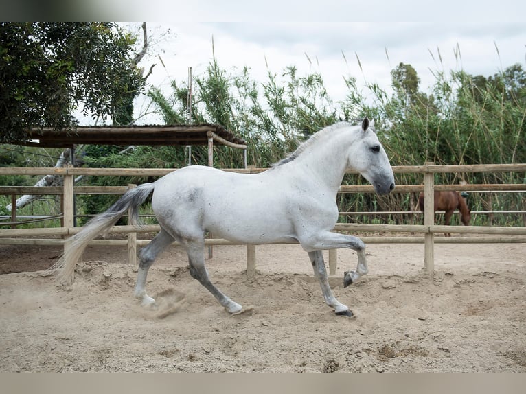 PRE Hengst 7 Jaar 173 cm Schimmel in Jimena De La Frontera