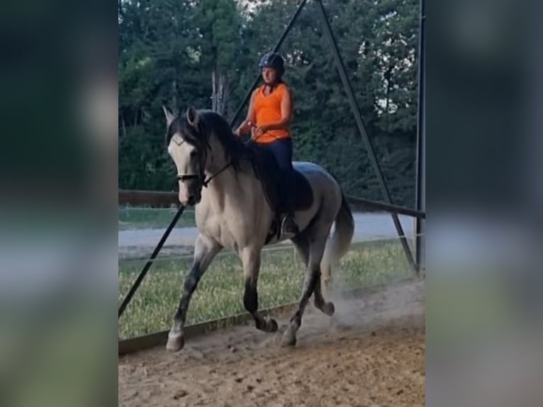 PRE Hengst 7 Jaar 173 cm Schimmel in Châteaurenard