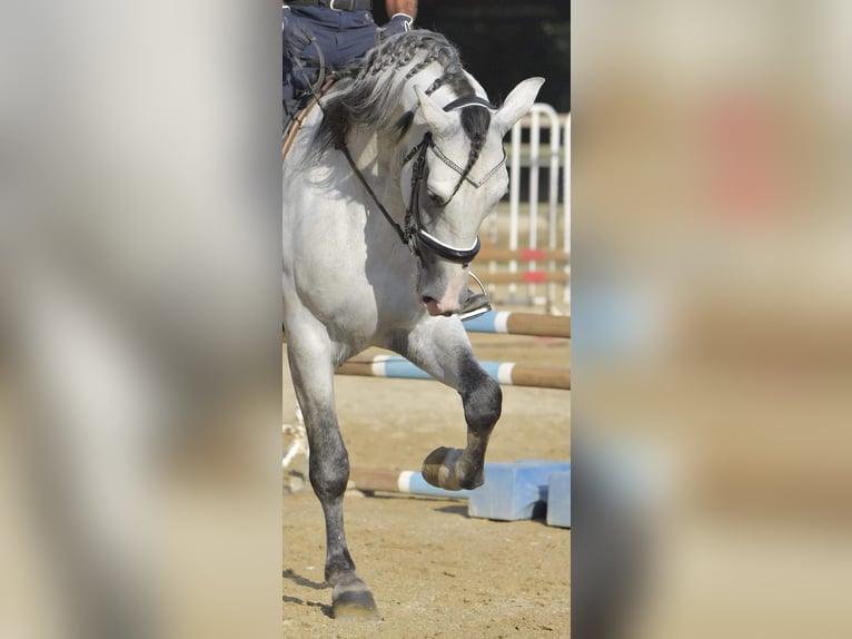 PRE Hengst 7 Jaar 173 cm Schimmel in Châteaurenard