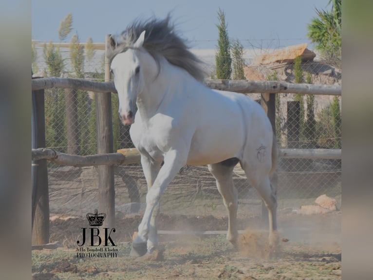 PRE Mix Hengst 7 Jaar 173 cm Schimmel in Tabernas Almeria