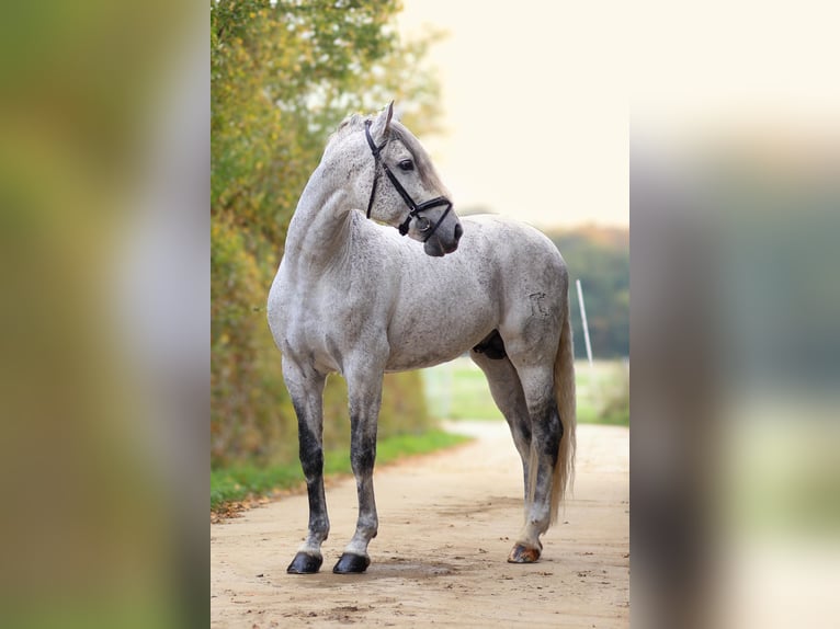 PRE Hengst 7 Jaar 173 cm Vliegenschimmel in Roeser