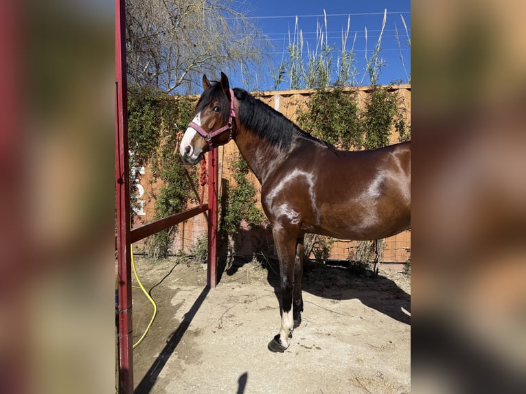 PRE Mix Hengst 7 Jaar 174 cm Bruin in Sotogrande