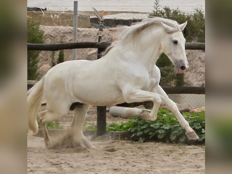 PRE Mix Hengst 7 Jaar 174 cm in Almerimar