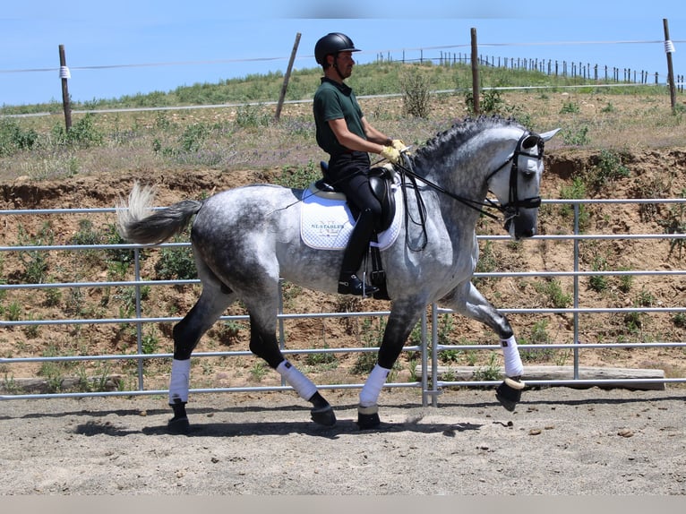 PRE Mix Hengst 7 Jaar 175 cm Schimmel in Madrid