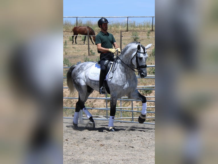 PRE Mix Hengst 7 Jaar 175 cm Schimmel in Madrid
