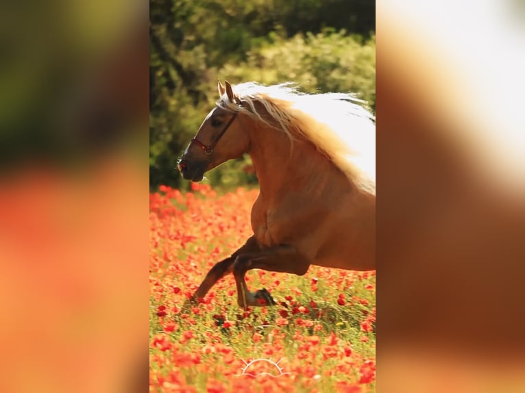 PRE Mix Hengst 7 Jaar 176 cm Palomino in El Catllar