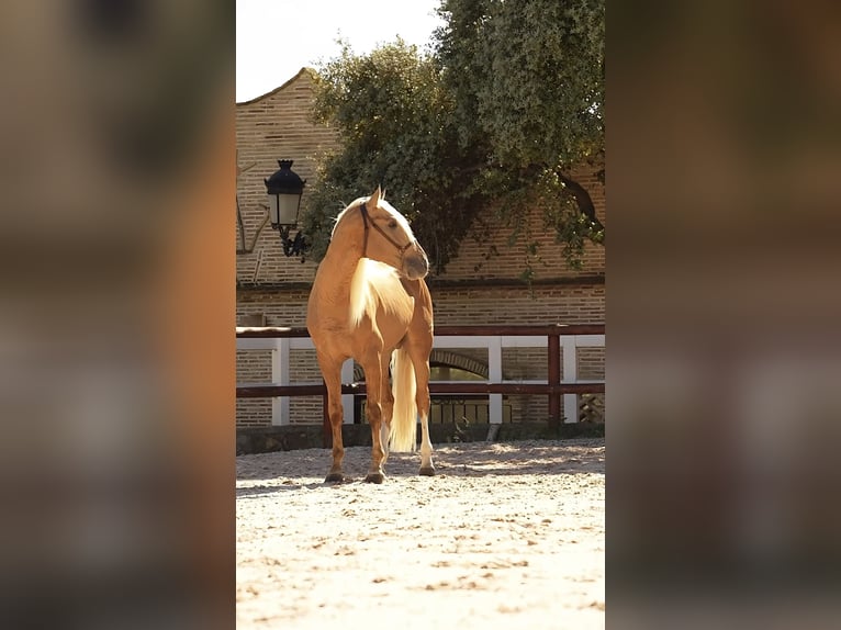 PRE Mix Hengst 7 Jaar 176 cm Palomino in El Catllar