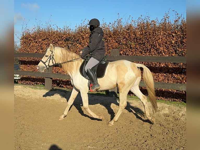 PRE Mix Hengst 7 Jahre 155 cm Palomino in Daleiden