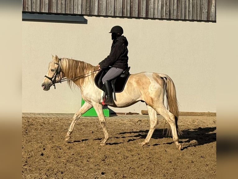 PRE Mix Hengst 7 Jahre 155 cm Palomino in Daleiden