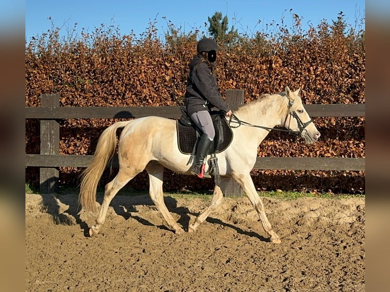 PRE Mix Hengst 7 Jahre 155 cm Palomino in Daleiden