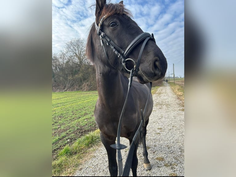 PRE Hengst 7 Jahre 155 cm Rappe in Bad S&#xE4;ckingen