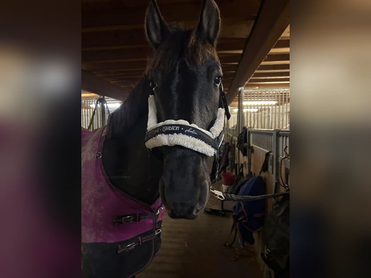 PRE Hengst 7 Jahre 155 cm Rappe in Bad S&#xE4;ckingen