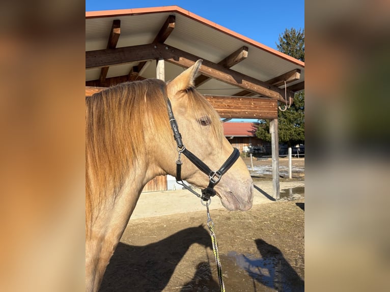 PRE Mix Hengst 7 Jahre 156 cm Pearl in Grabenstätt