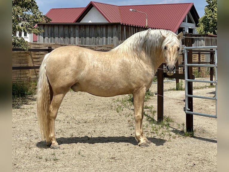 PRE Hengst 7 Jahre 157 cm Palomino in Stahnsdorf