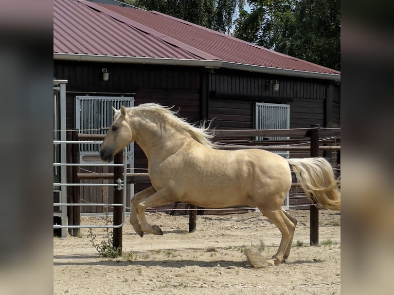 PRE Hengst 7 Jahre 157 cm Palomino in Stahnsdorf