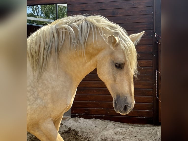 PRE Hengst 7 Jahre 157 cm Palomino in Stahnsdorf