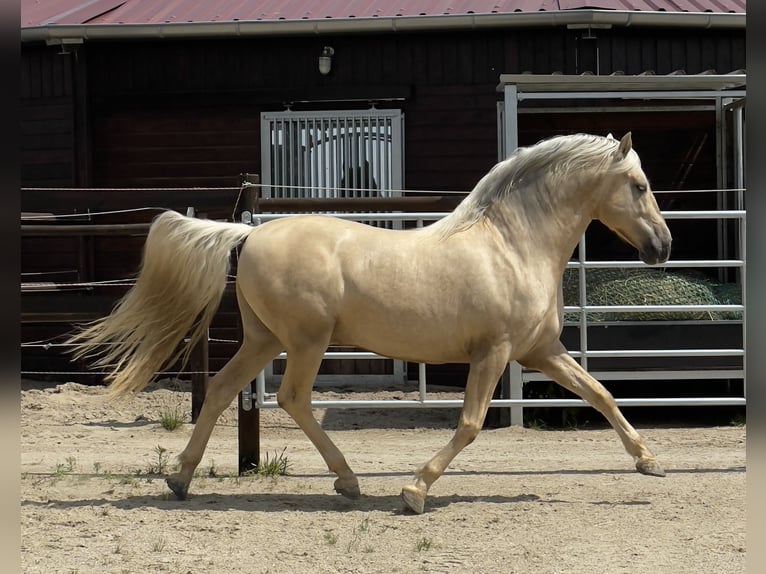 PRE Hengst 7 Jahre 157 cm Palomino in Stahnsdorf