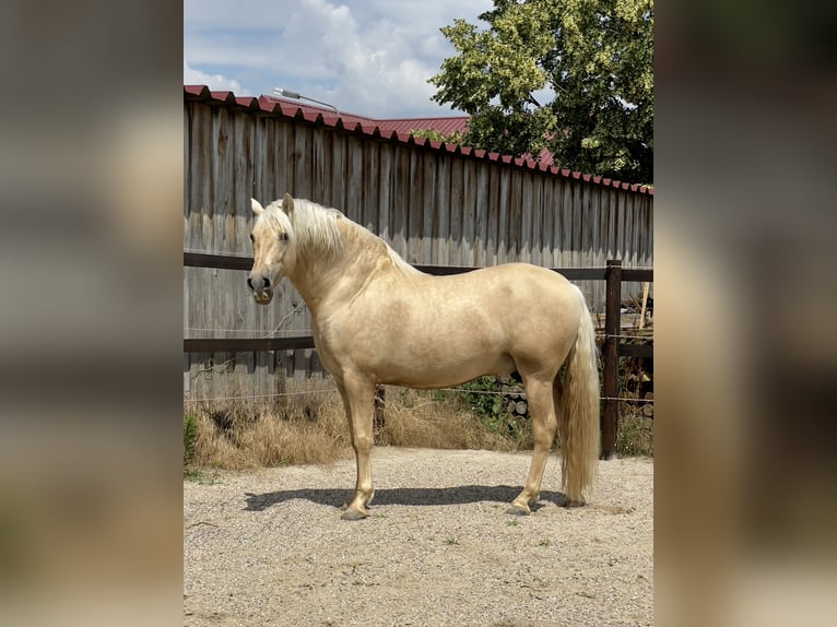 PRE Hengst 7 Jahre 157 cm Palomino in Stahnsdorf
