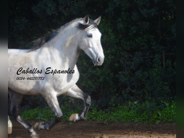 PRE Hengst 7 Jahre 158 cm Apfelschimmel in Vejer de la Frontera