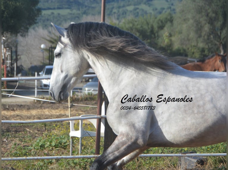 PRE Hengst 7 Jahre 158 cm Apfelschimmel in Vejer de la Frontera