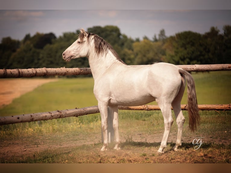 PRE Hengst 7 Jahre 158 cm Pearl in Kubschütz