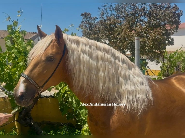 PRE Mix Hengst 7 Jahre 159 cm Palomino in Sevilla