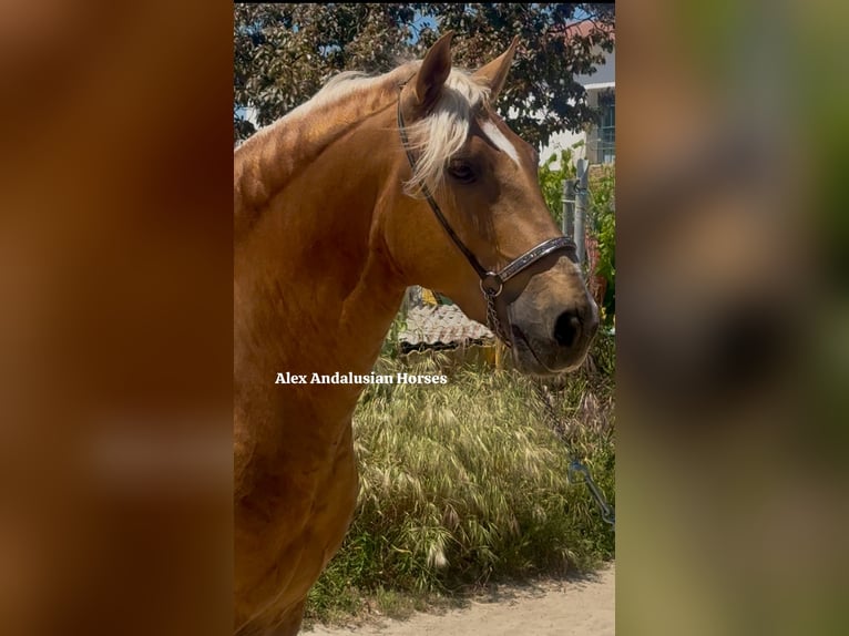 PRE Mix Hengst 7 Jahre 159 cm Palomino in Sevilla