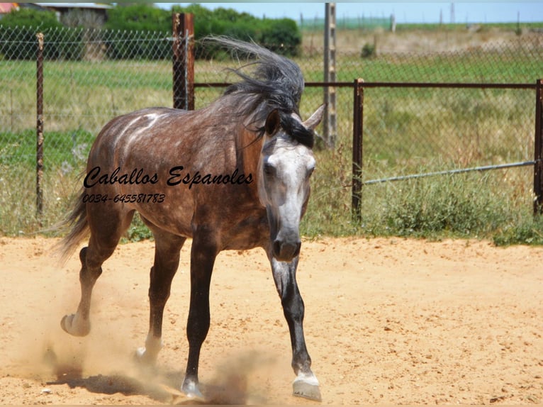 PRE Hengst 7 Jahre 159 cm Schimmel in Vejer de la Frontera