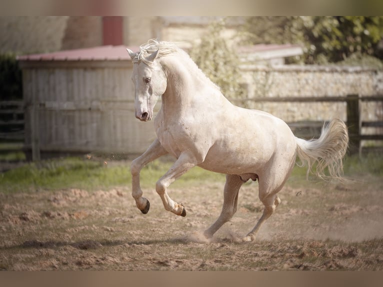 PRE Hengst 7 Jahre 160 cm Cremello in Courtomer
