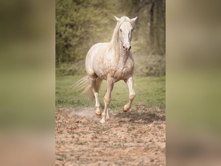 PRE Hengst 7 Jahre 160 cm Cremello in Courtomer