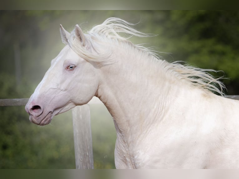 PRE Hengst 7 Jahre 160 cm Cremello in Rouilly