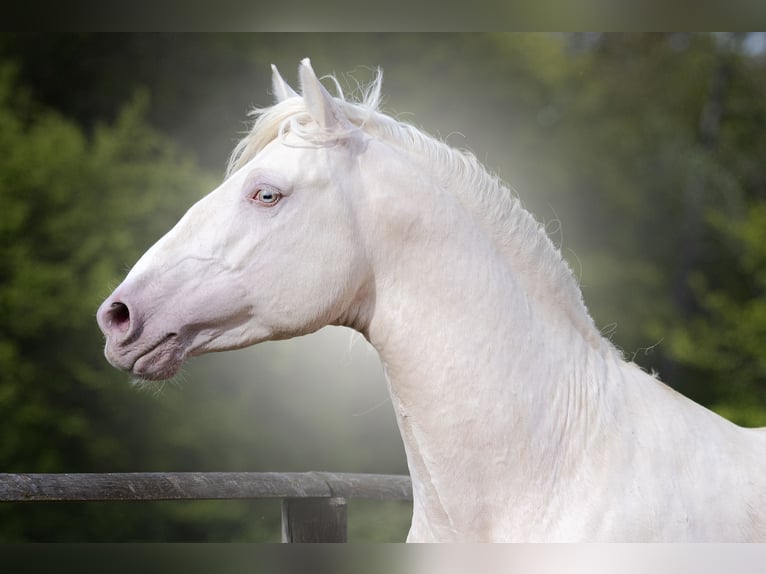 PRE Hengst 7 Jahre 160 cm Cremello in Rouilly