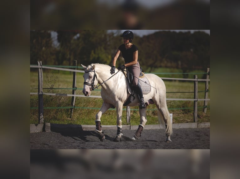 PRE Hengst 7 Jahre 160 cm Cremello in Rouilly