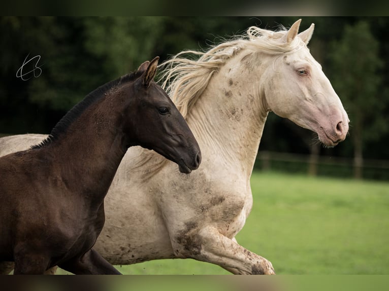 PRE Hengst 7 Jahre 160 cm Cremello in Rouilly