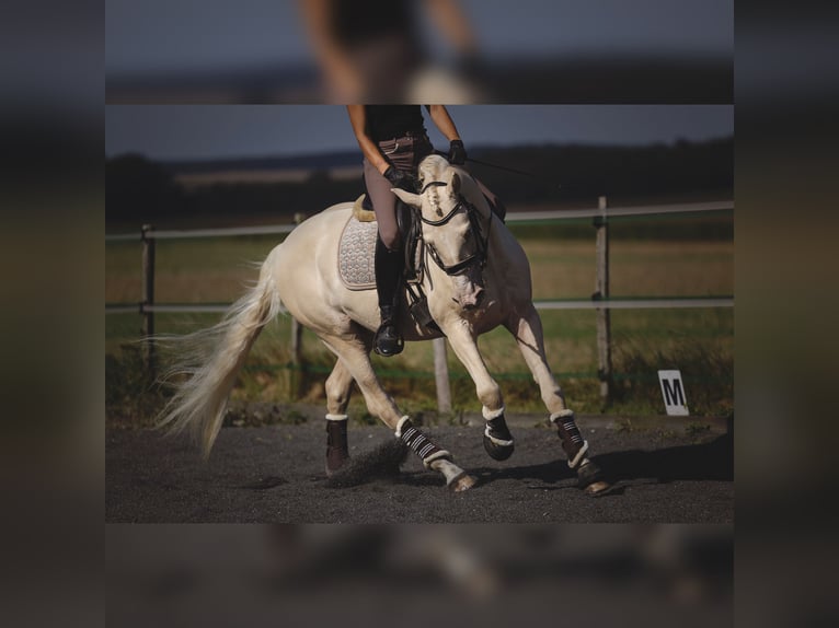 PRE Hengst 7 Jahre 160 cm Cremello in Rouilly