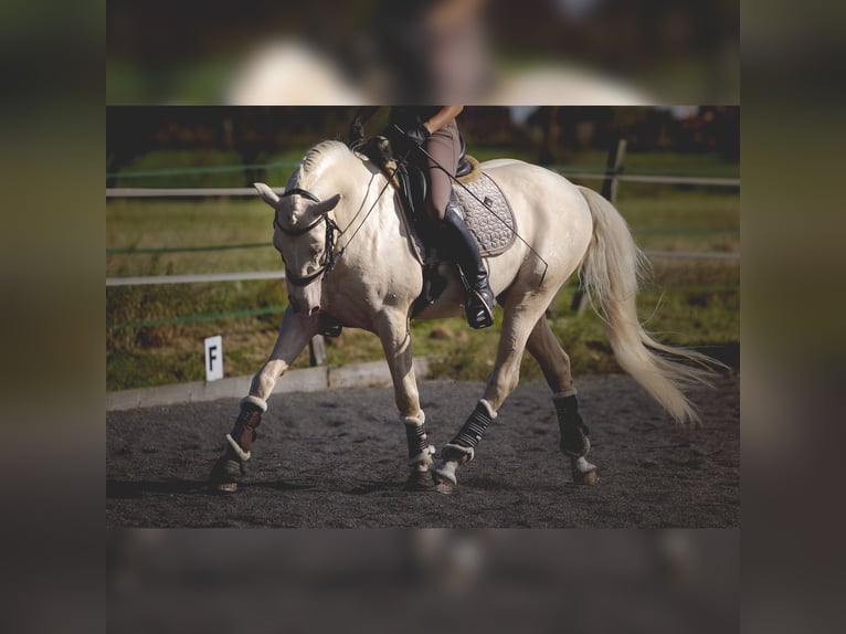 PRE Hengst 7 Jahre 160 cm Cremello in Rouilly