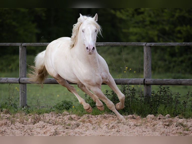 PRE Hengst 7 Jahre 160 cm Cremello in Courtomer