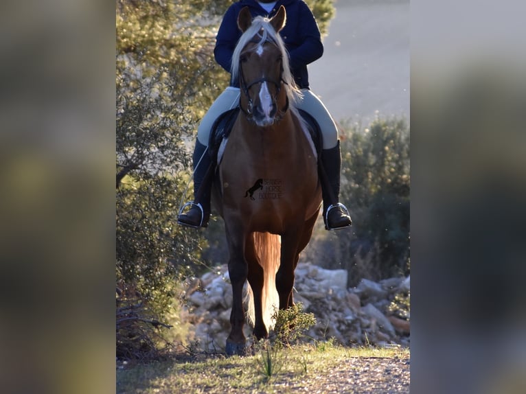 PRE Hengst 7 Jahre 160 cm Palomino in Mallorca
