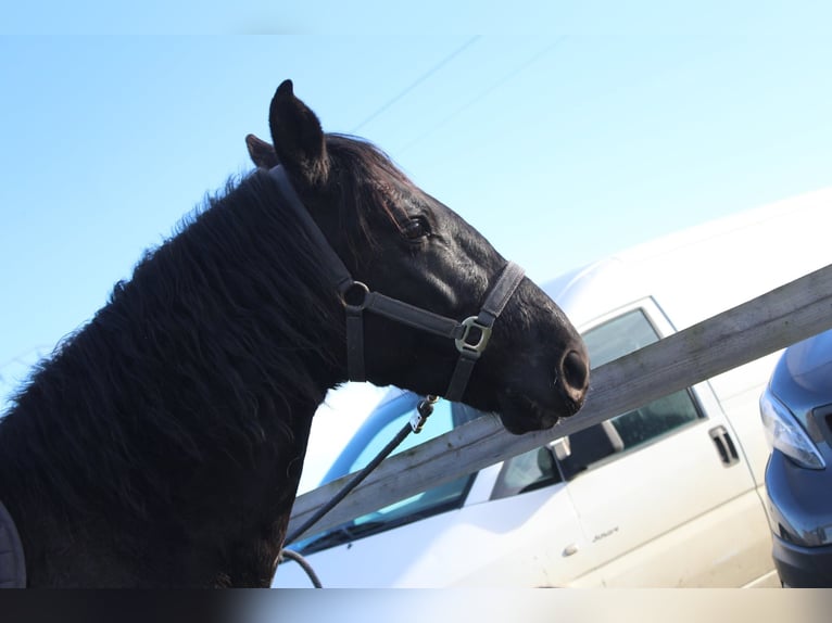 PRE Hengst 7 Jahre 160 cm Rappe in Charron