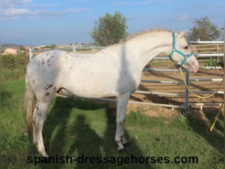 PRE Mix Hengst 7 Jahre 160 cm White in Barcelona