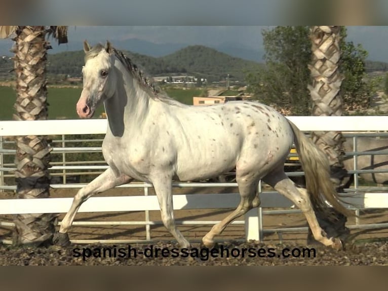 PRE Mix Hengst 7 Jahre 160 cm White in Barcelona