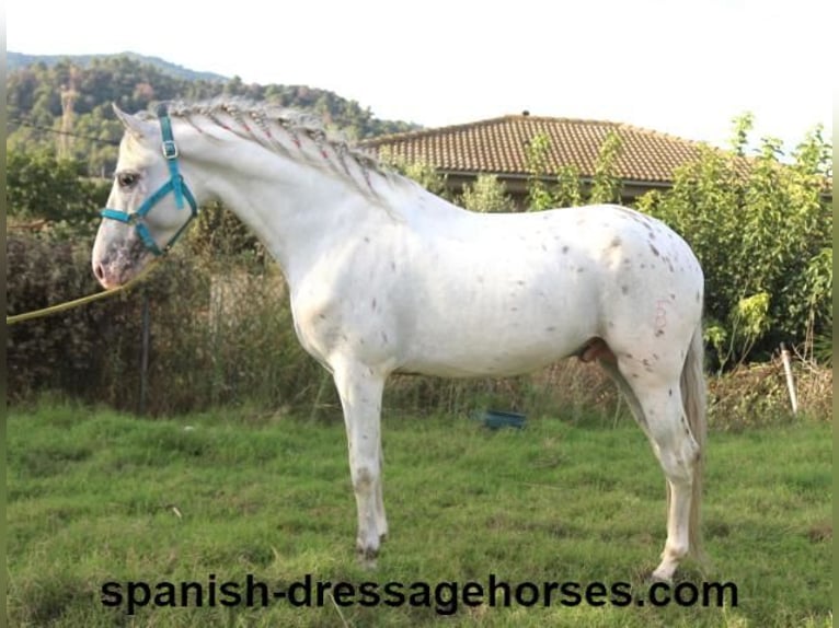 PRE Mix Hengst 7 Jahre 160 cm White in Barcelona