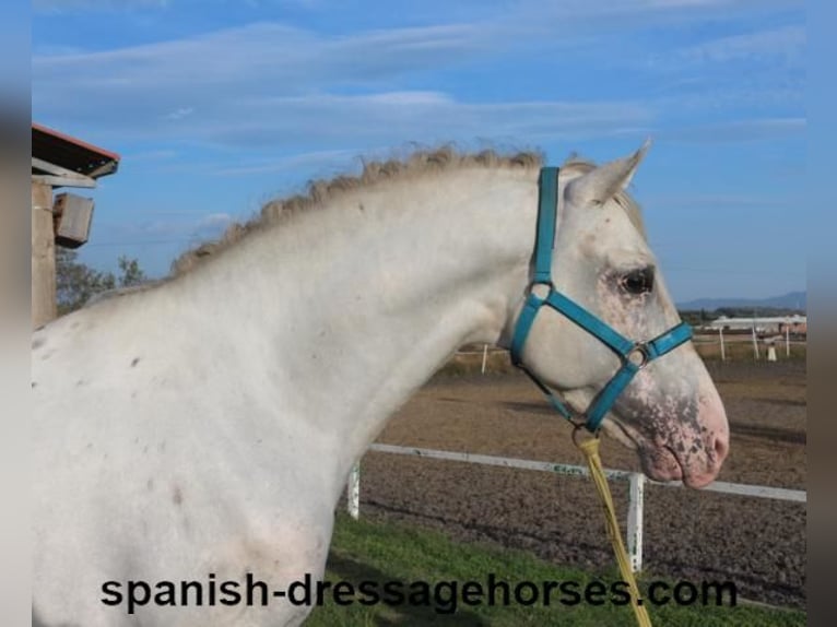 PRE Mix Hengst 7 Jahre 160 cm White in Barcelona