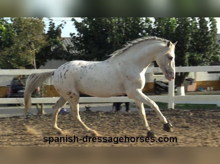 PRE Mix Hengst 7 Jahre 160 cm White in Barcelona